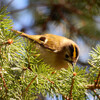 Goldcrest - Holt Island, Cambs [Copyright Tracey Hipson]