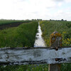 Dyke in the Fens [copyright Lizzie Bannister]