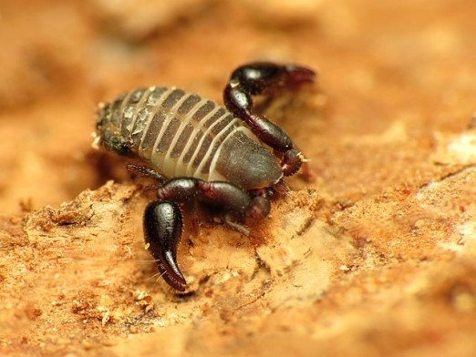 False Scorpion