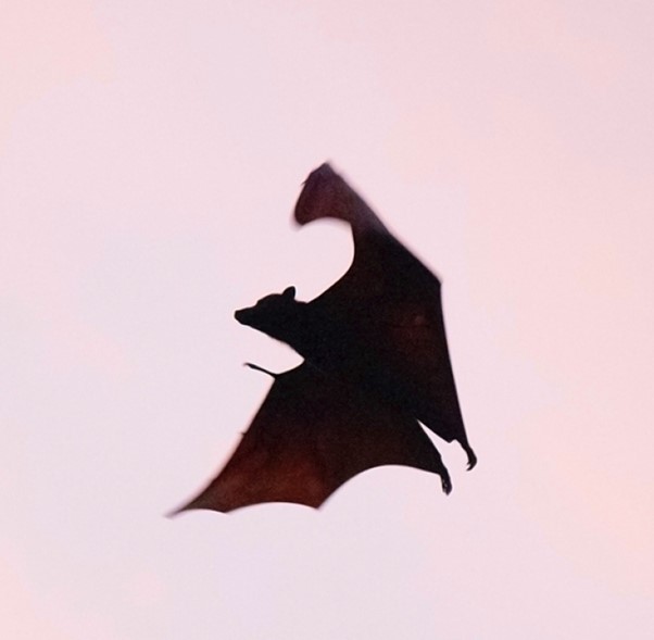 Bat