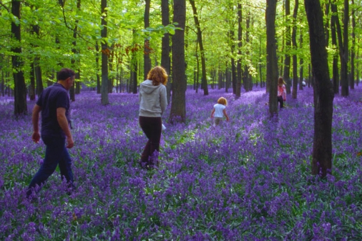 Bluebell Woods (Photo: © CPRE)