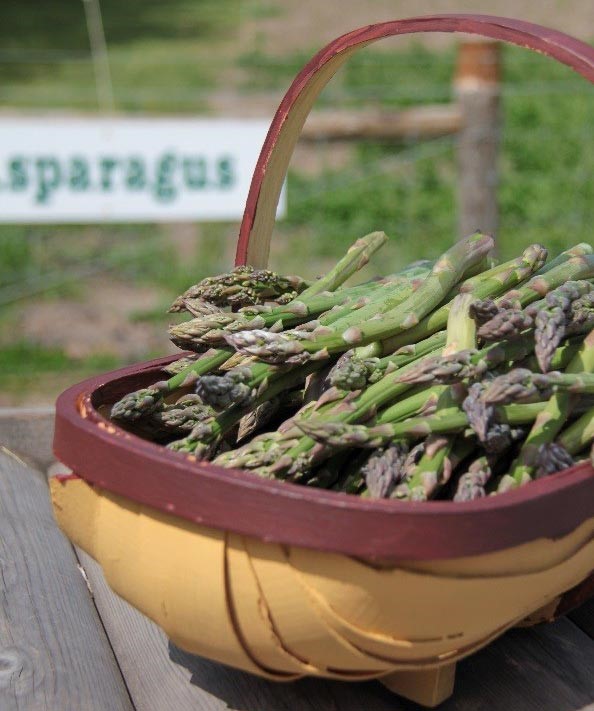 Asparagus (pick your own)