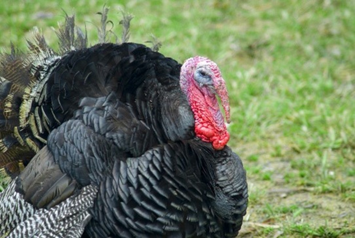 Turkey